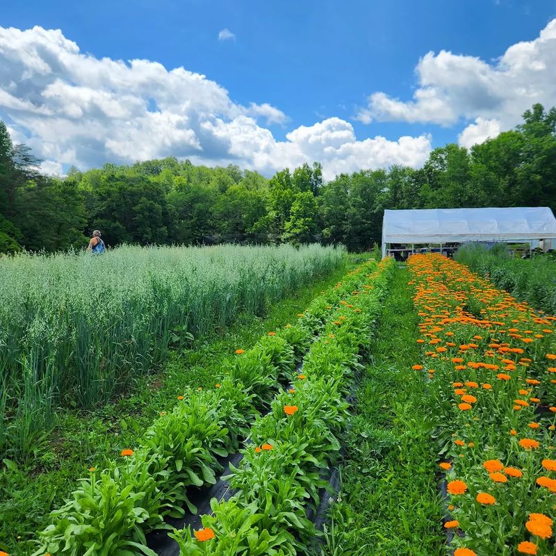 Succession Planting Ensures Fresh Blooms All Season