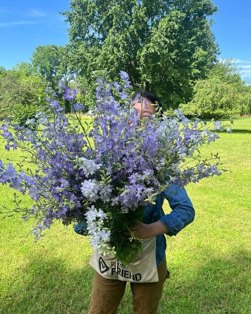 Delphinium Seeds: Start Indoors 10-12 Weeks Before Last Frost