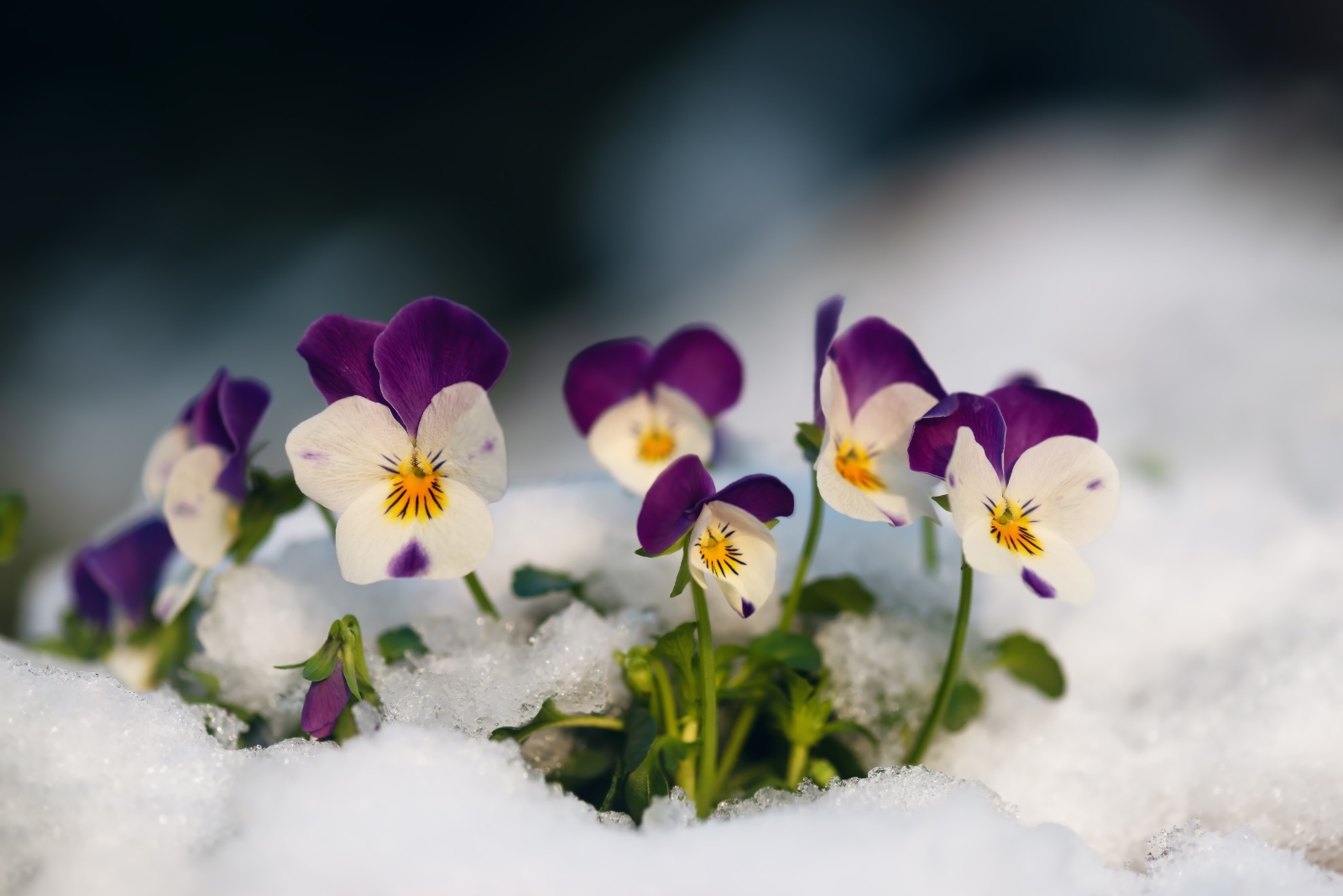 Cold-Tolerant Flowers Colorado Homeowners Can Add Just Before Winter