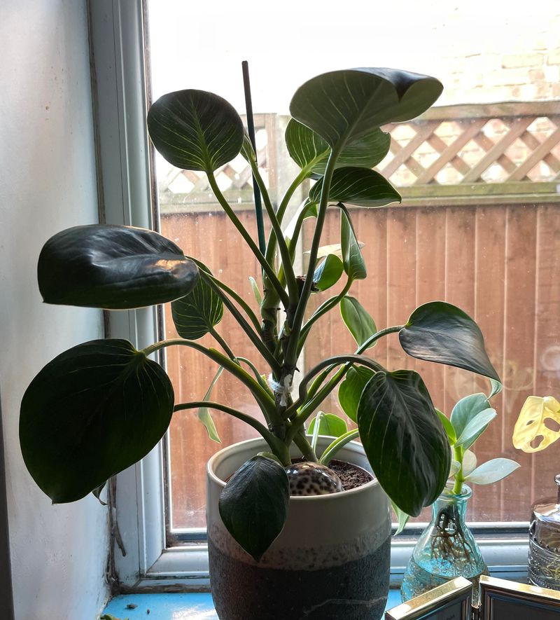 Extra Morning Light Prevents Leggy Growth During Dark Months