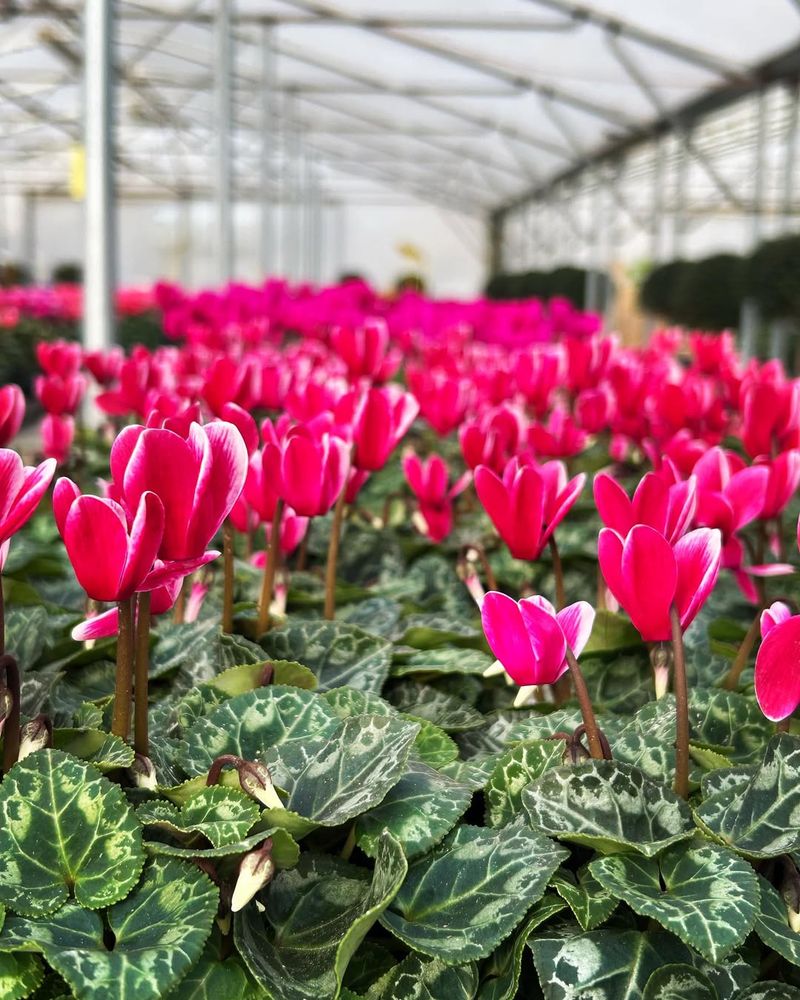 Fall And Winter Blooms When Everything Else Quits