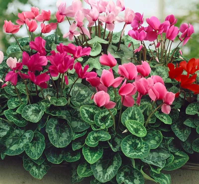 Indoor Beauties That Brighten Dark Winter Days