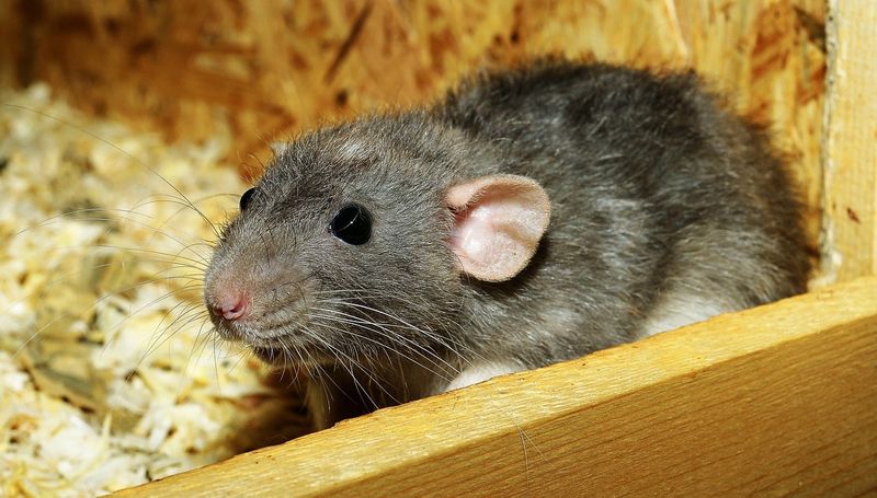 Health Risks Associated With Rodent Infestations