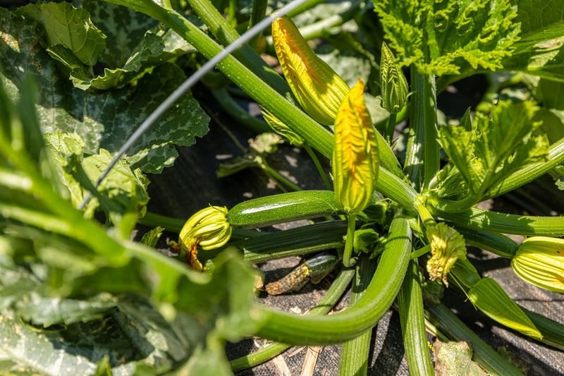 Zucchini Plants