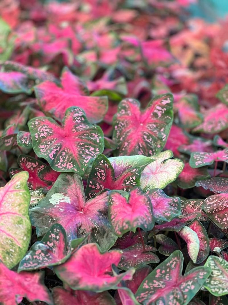 Caladiums