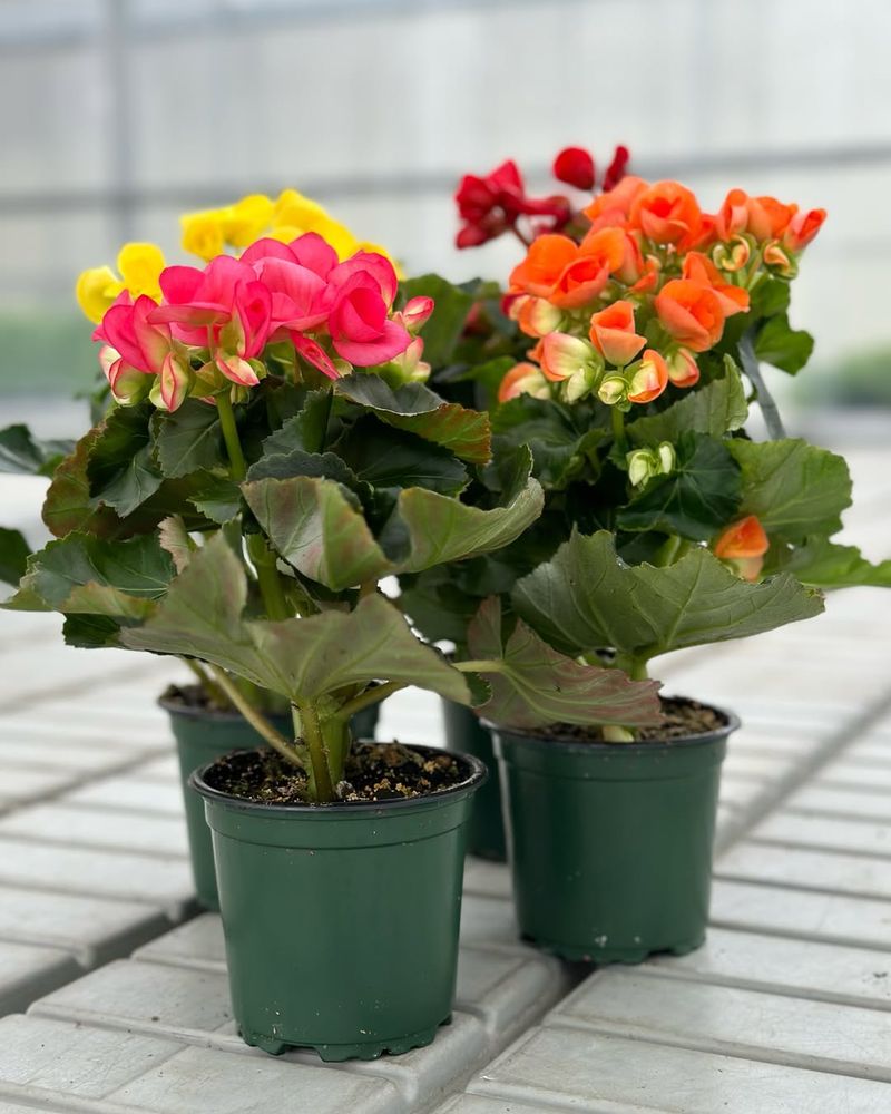 Begonias
