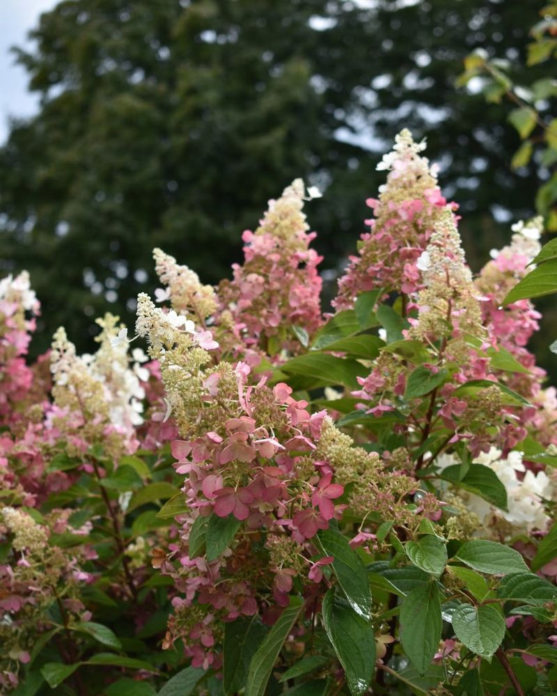 Handles Kansas Heat And Humidity Well