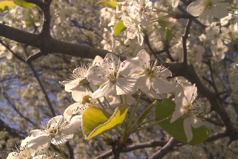 bradford pear tree