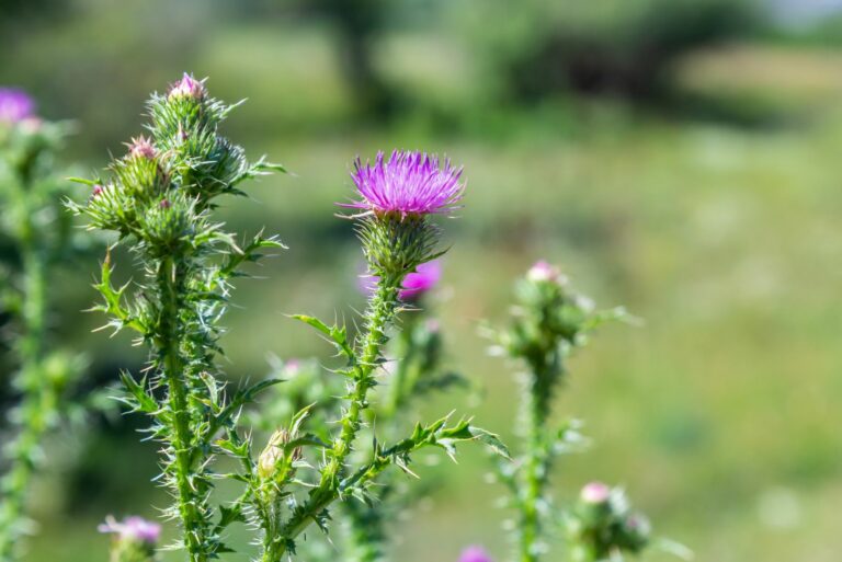 scotch thistle