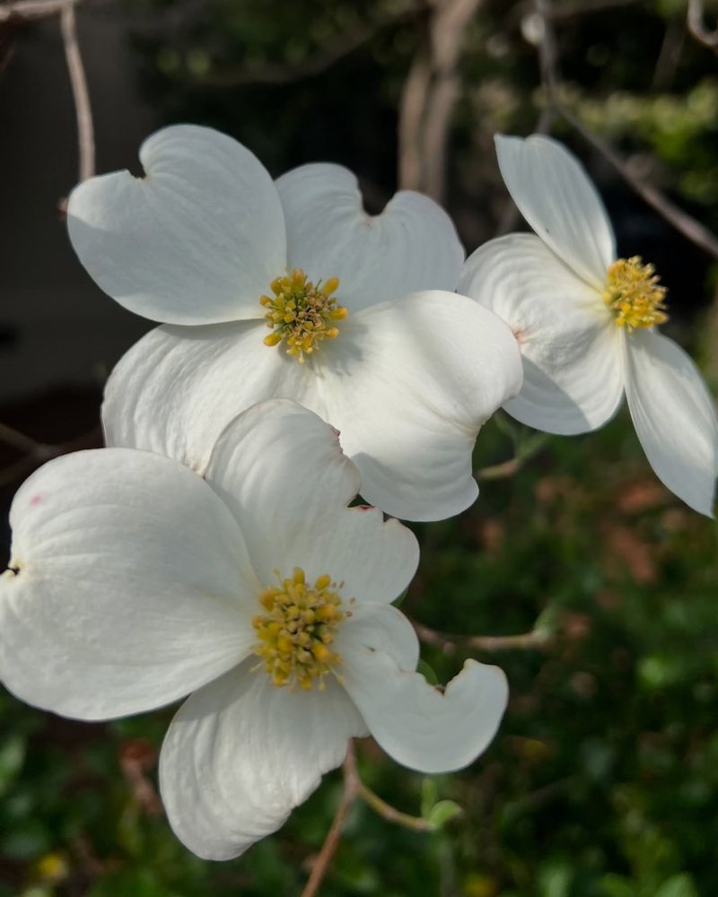 Year-Round Presence Builds Pollinator Memory