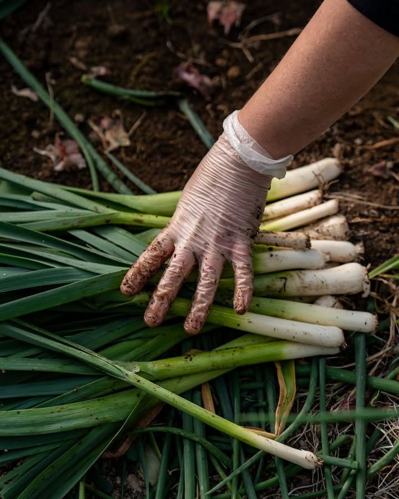 Versatile Green Onions