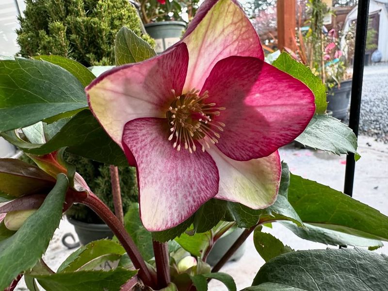 Medieval Healers Used It Despite Dangerous Side Effects