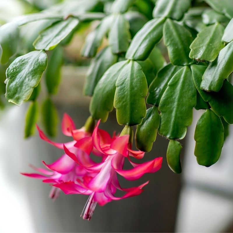 Reviving Older Or Struggling Christmas Cacti