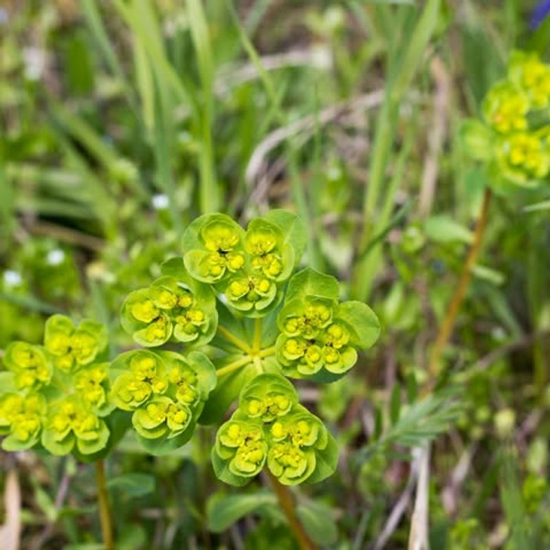 Leafy Spurge