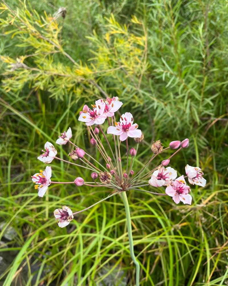 Flowering Rush