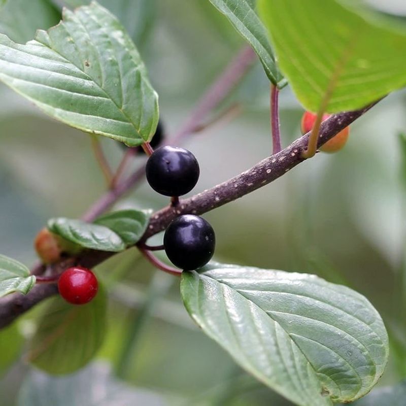 Glossy Buckthorn