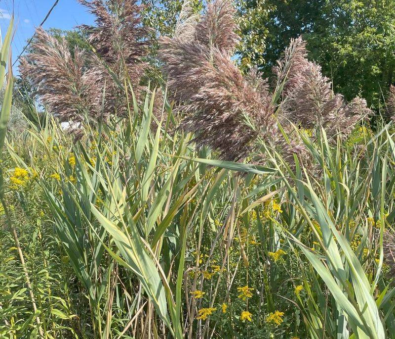 Phragmites