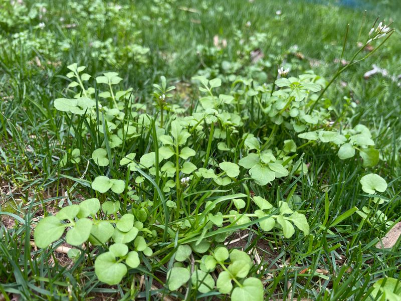 Hairy Bittercress