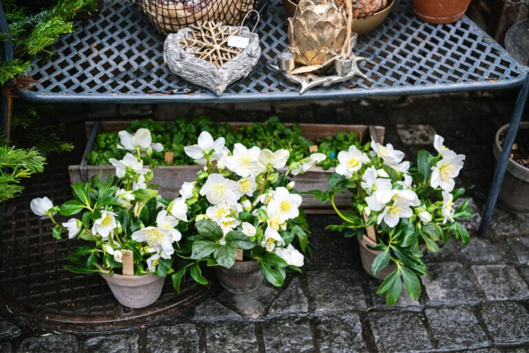 White hellebore flowers in clay pots on cobblestone ground with greenery