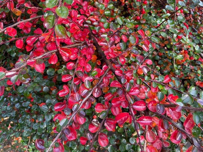 Cotoneaster