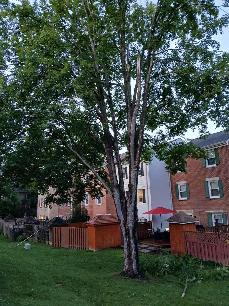 Nevada Law Offers Limited Legal Options