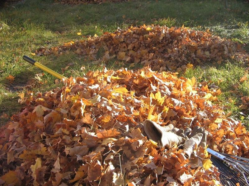 Documenting Leaf Problems Helps If Legal Action Becomes Necessary