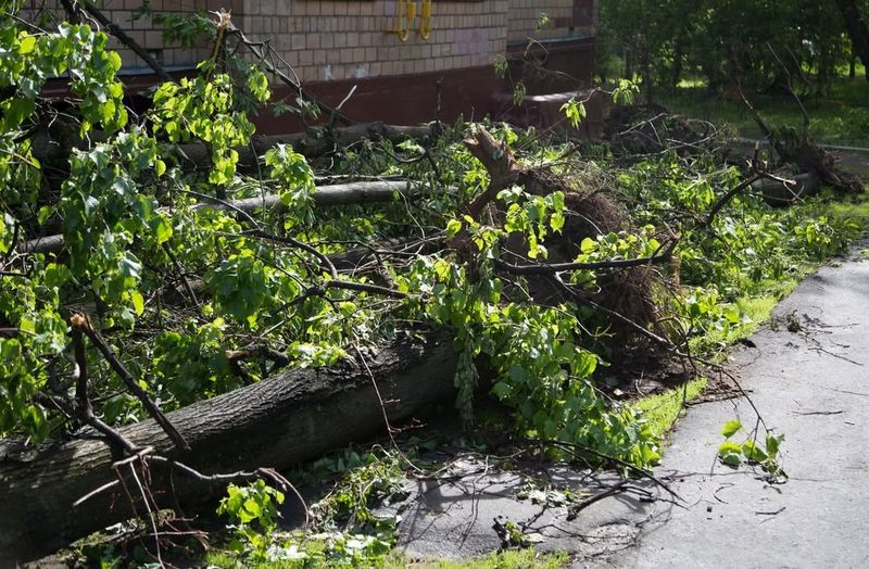 Tree Service Professionals Assess Safety Hazards