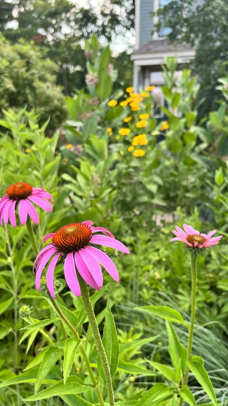 Community Gardens Multiply the Impact