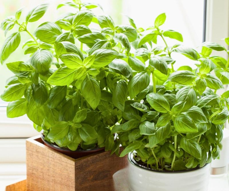 Fresh Basil Year-Round