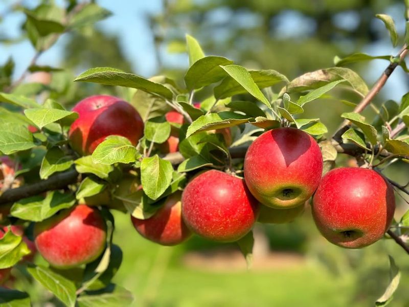 Fresh Fruit Right Outside Your Door