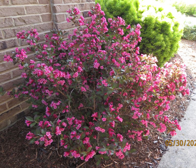 Foliage Varieties Add Year-Round Interest Beyond Blooms