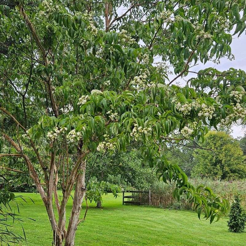 Exfoliating Bark Adds Winter Interest To Bare Landscapes