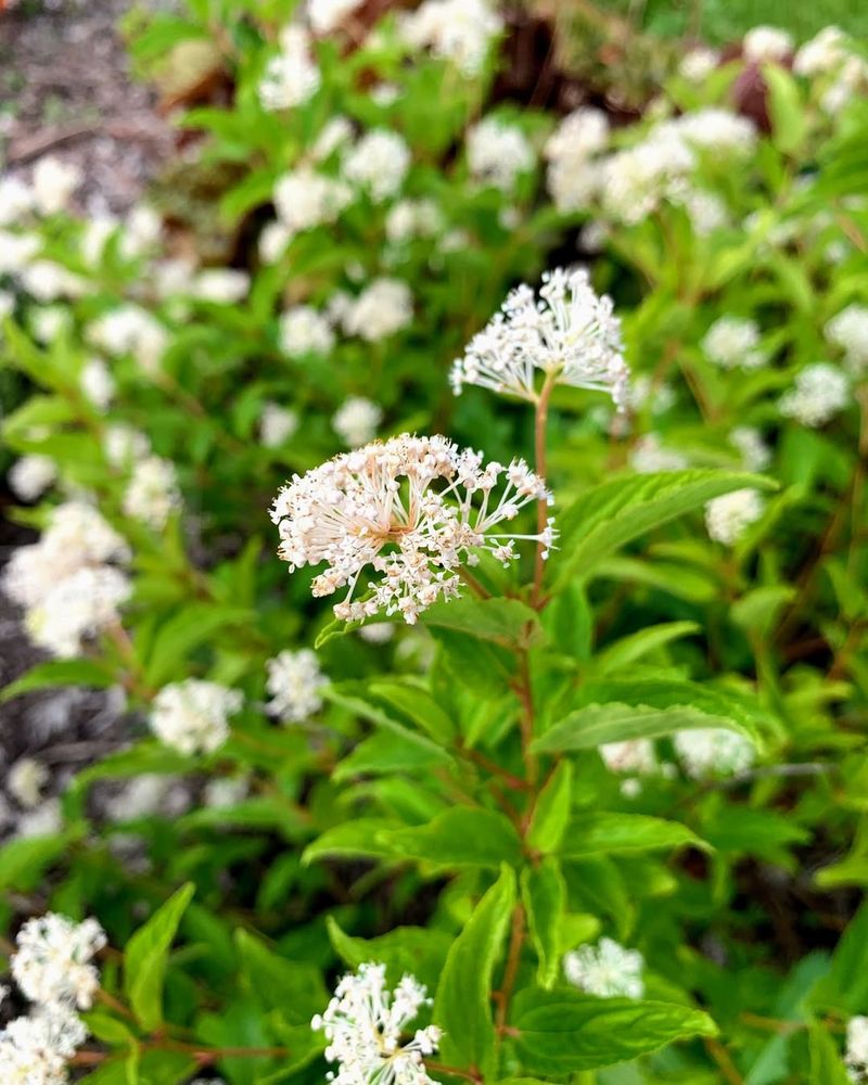 Nitrogen-Fixing Root System Benefits Soil