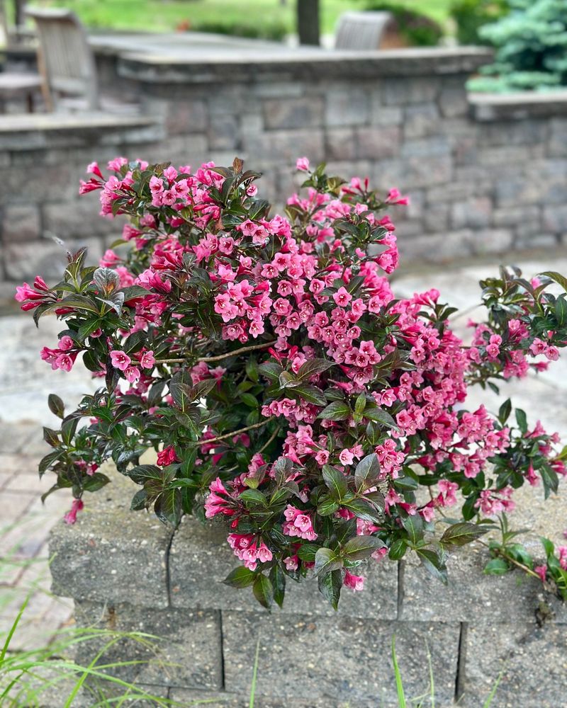 Colorful Foliage Extends Interest Beyond Bloom Time