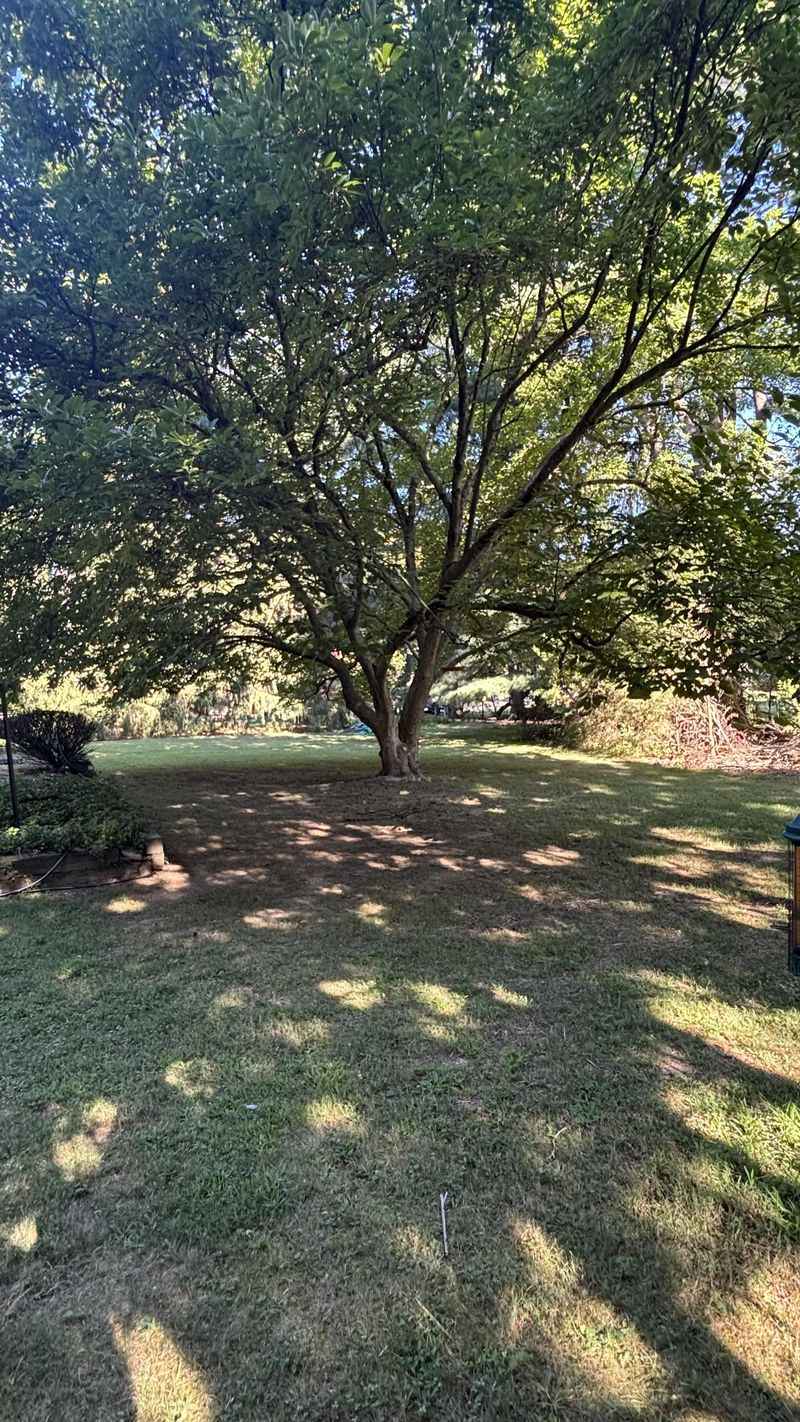 Allelopathic Chemicals from Certain Trees