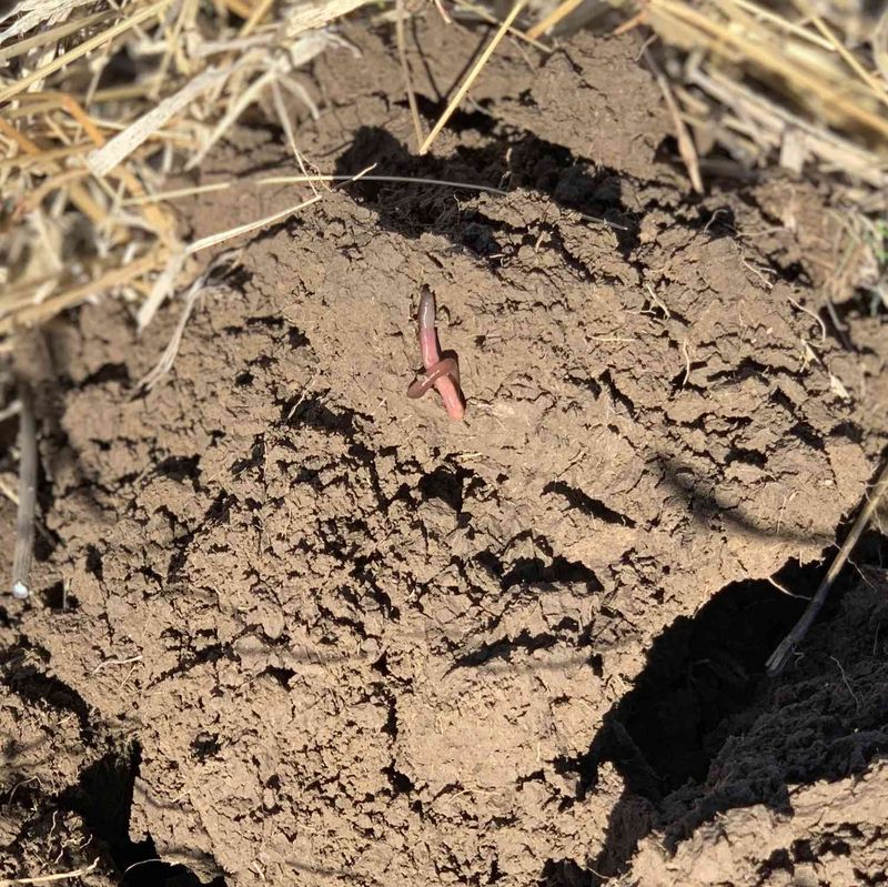 Destroying Beneficial Soil Structure