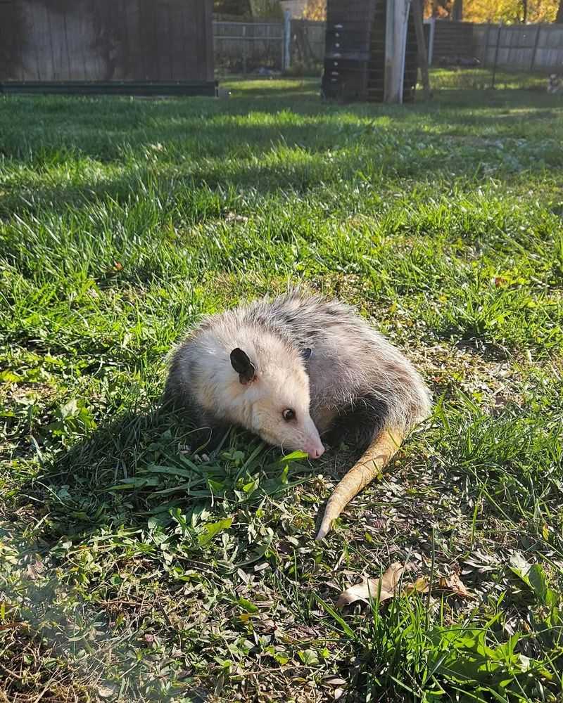 Short-Term Visitors Only