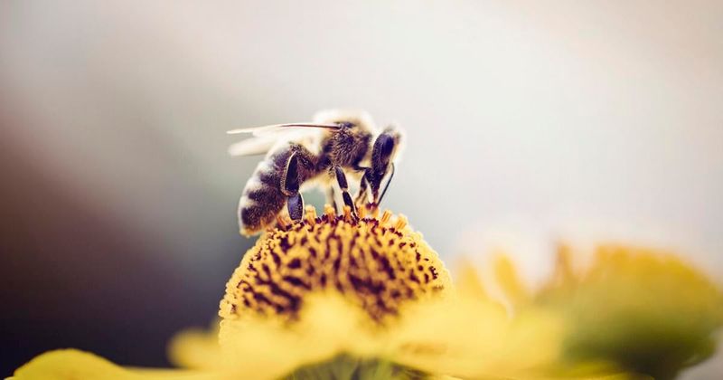 Organic Pest Control Protects Beneficial Insects And Pollinators