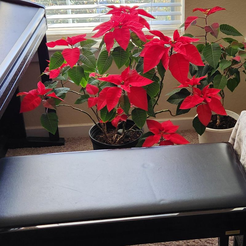 Bract Color Fading From Temperature Stress