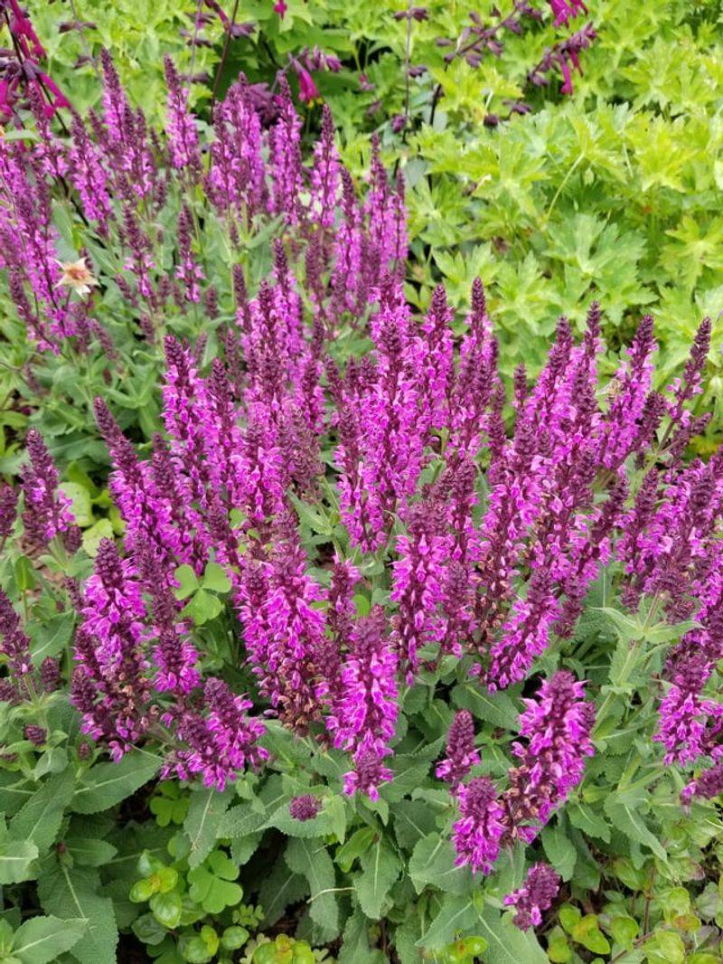 Salvia