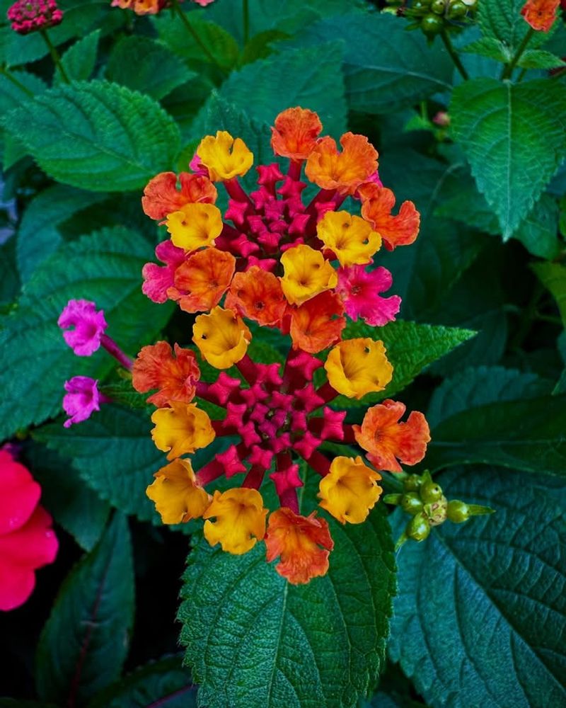 Lantana