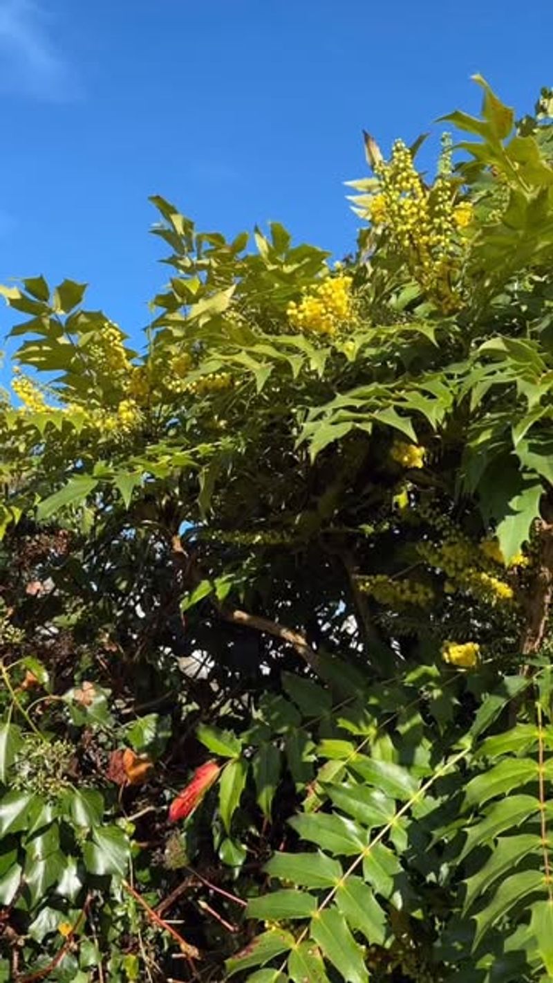 Mahonia Blooms Bring Honey Notes