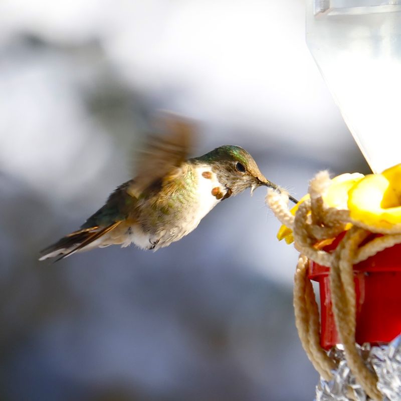 Leave One Feeder Up Longer Than Others