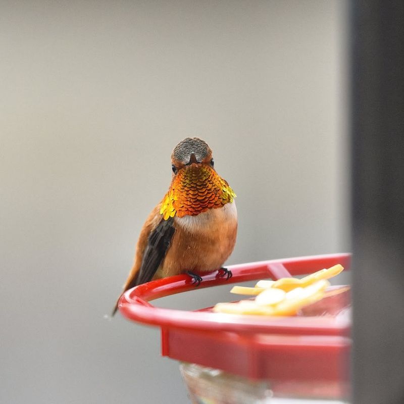 Maintain Clean Feeders Throughout Fall