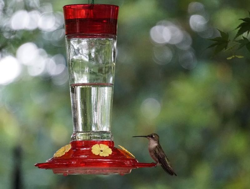 Join Local Birding Communities For Updates