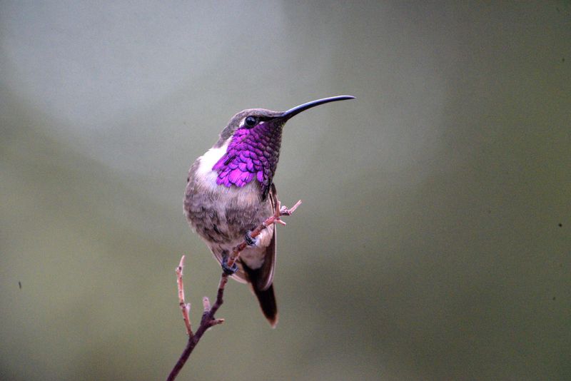 Nighttime Temperatures Consistently Below 50°F