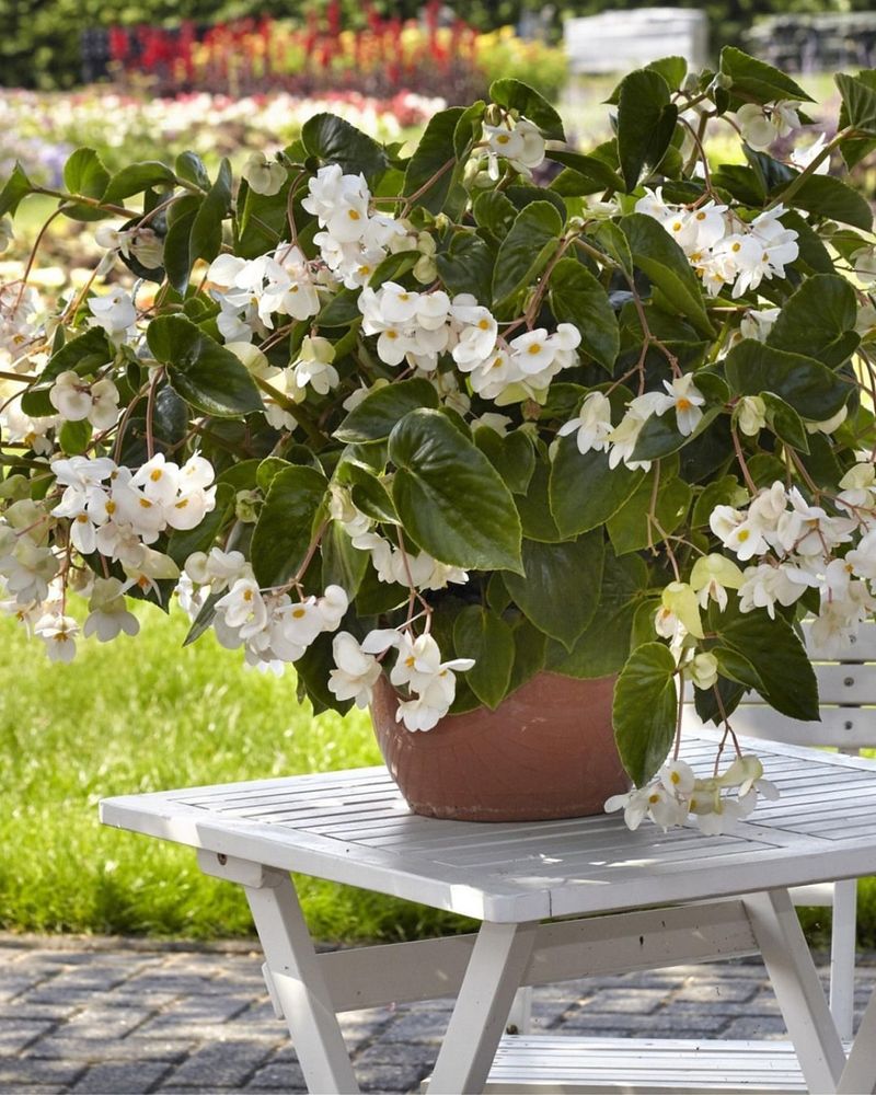 Regular Afternoon Rain Showers Provide Hydration
