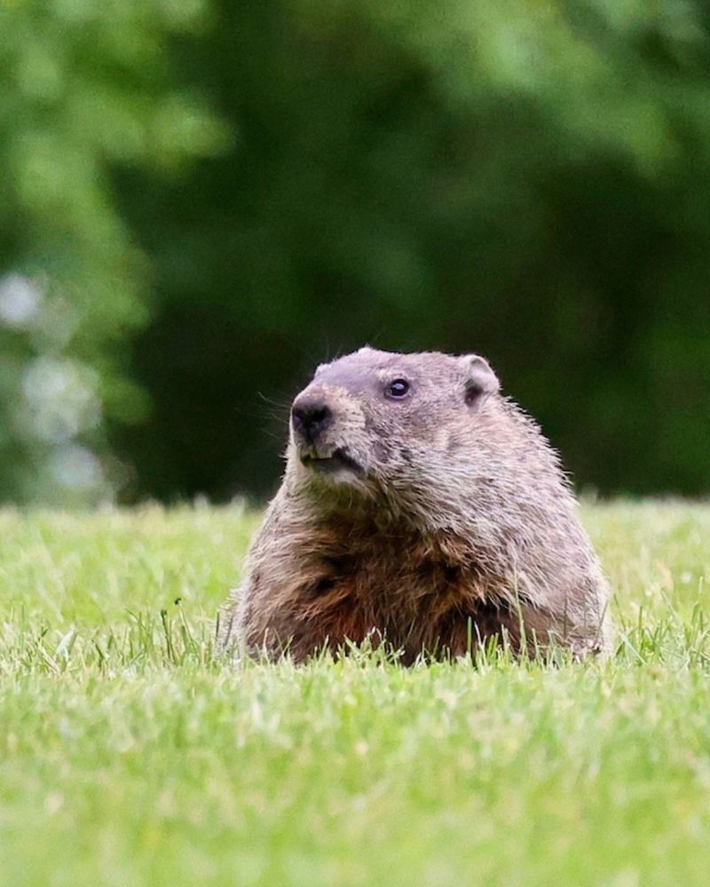 Understand That Groundhogs Are Usually Harmless