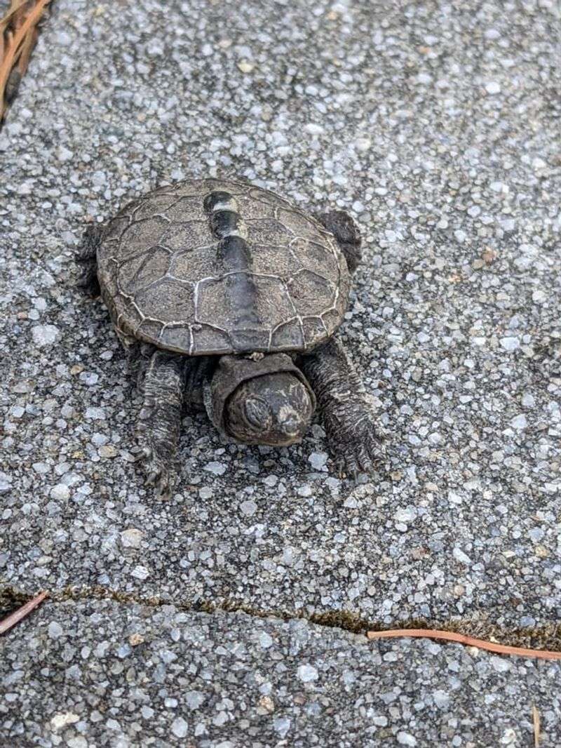 Keep Pets And Children Away Temporarily