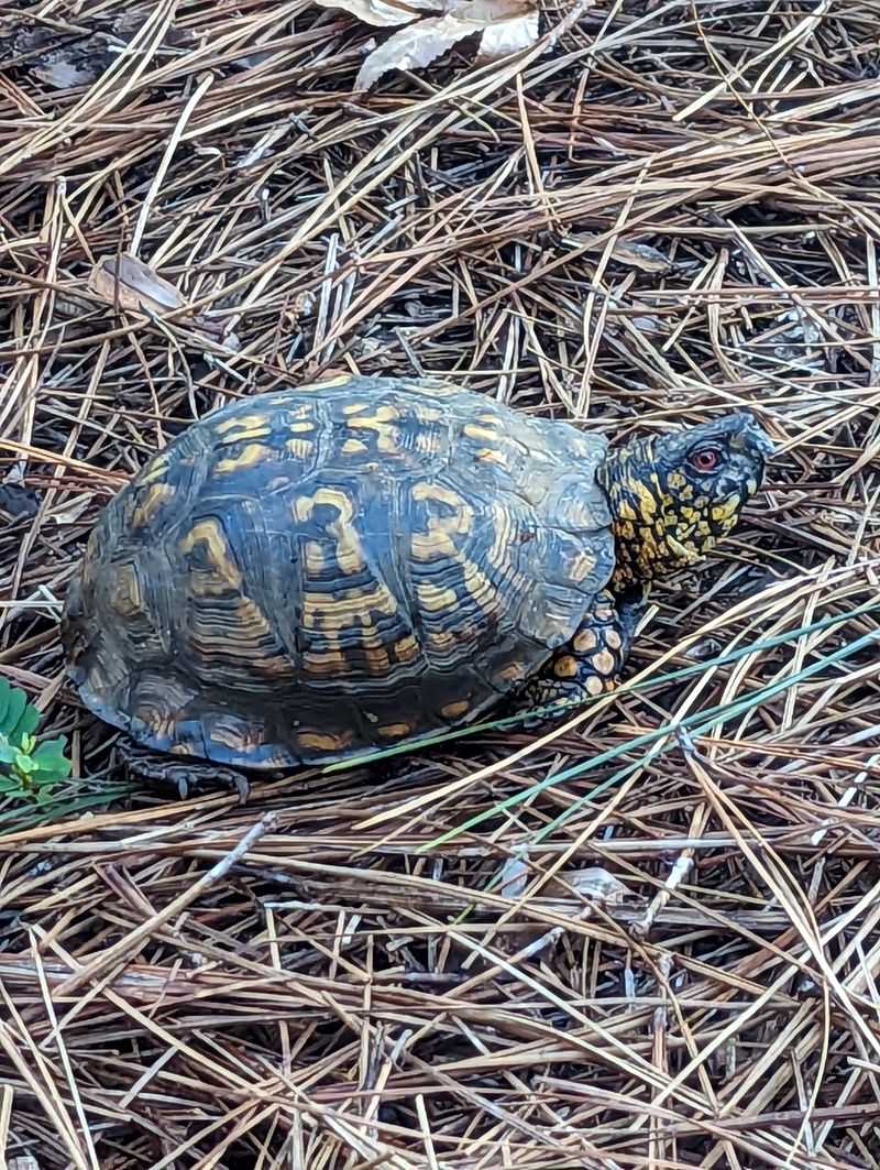 Create A Turtle-Friendly Yard Environment